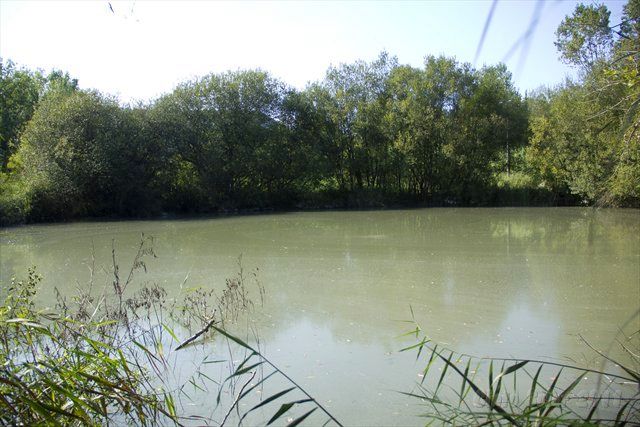Ash pond - Main photograph